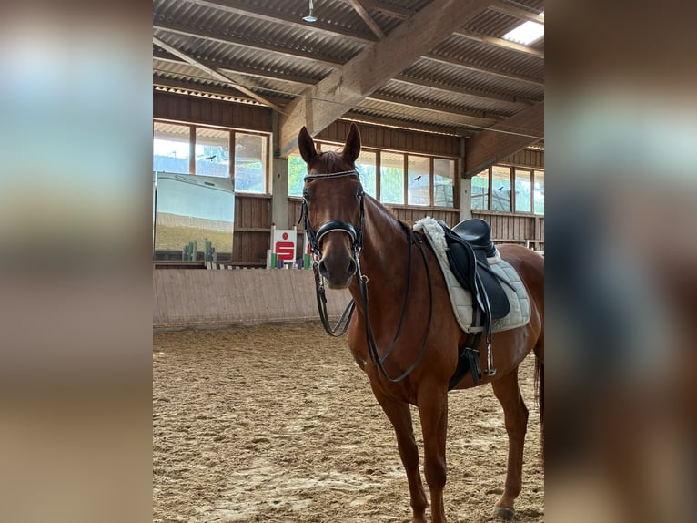 Plus de chevaux à sang chaud Hongre 10 Ans 168 cm Alezan in Bad Orb
