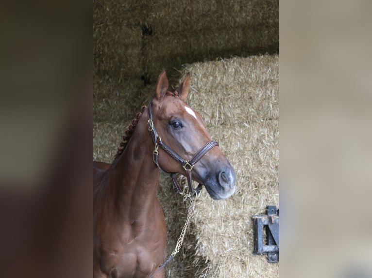 Plus de chevaux à sang chaud Hongre 10 Ans 168 cm Alezan in Erharting