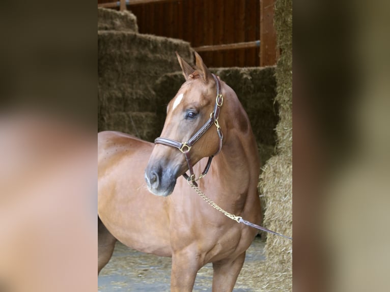 Plus de chevaux à sang chaud Hongre 10 Ans 168 cm Alezan in Erharting