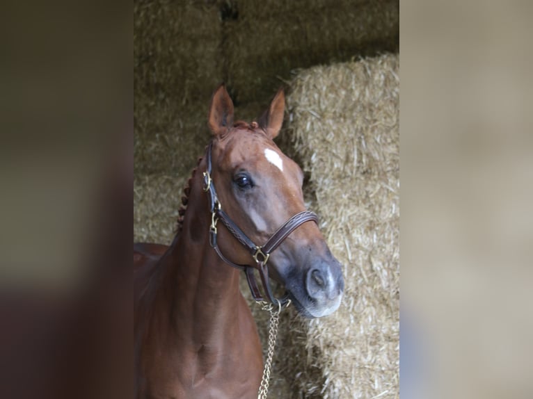 Plus de chevaux à sang chaud Hongre 10 Ans 168 cm Alezan in Erharting