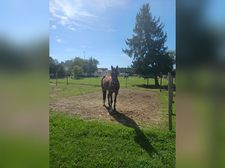 Plus de chevaux à sang chaud Hongre 10 Ans 168 cm Bai in Dillingen an der Donau