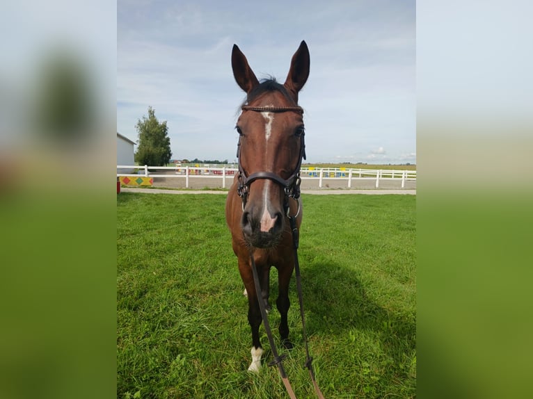 Plus de chevaux à sang chaud Hongre 10 Ans 168 cm Bai in Dillingen an der Donau