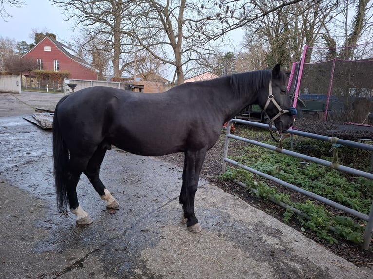 Plus de chevaux à sang chaud Hongre 10 Ans 170 cm Bai brun foncé in Dachau