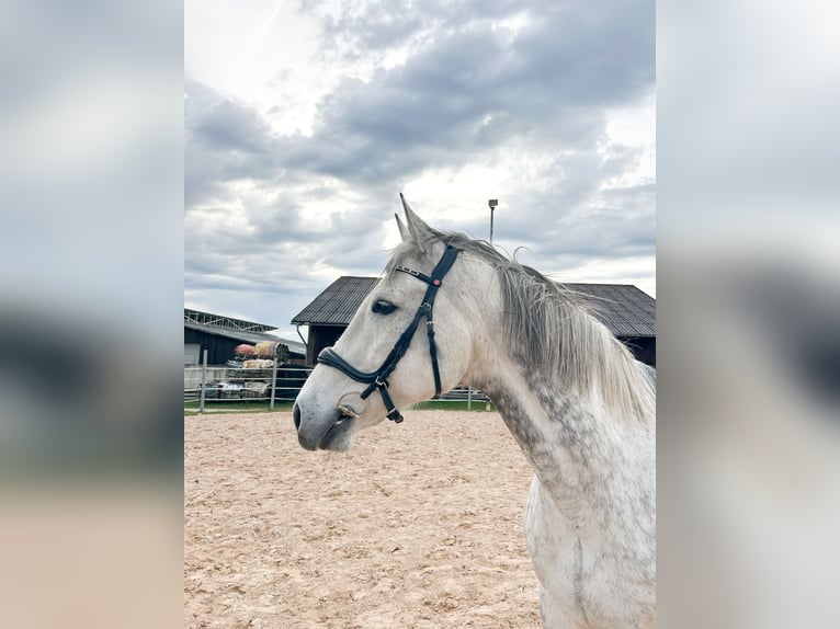 Plus de chevaux à sang chaud Hongre 10 Ans 170 cm Gris pommelé in Fichtenau