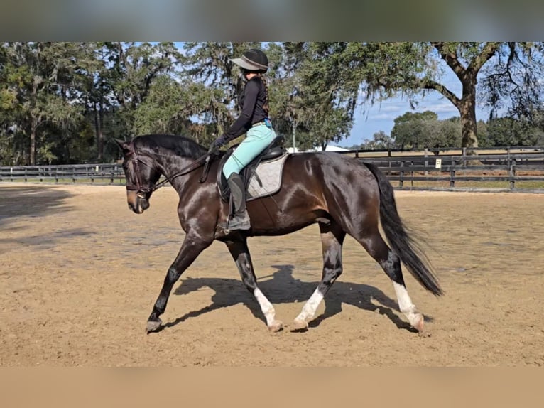 Plus de chevaux à sang chaud Hongre 10 Ans 170 cm in Ocala FL