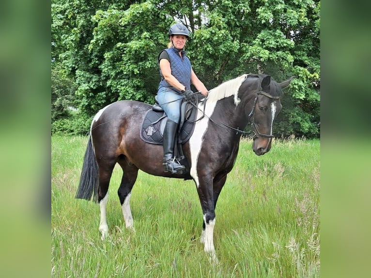 Plus de chevaux à sang chaud Hongre 10 Ans 171 cm Pinto in Hilgermissen