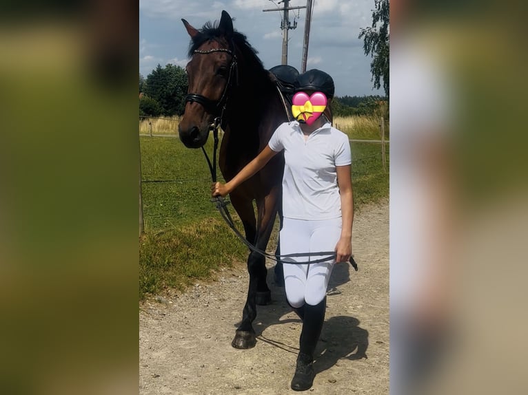 Plus de chevaux à sang chaud Hongre 10 Ans 172 cm Bai brun in MemmingenMemmingen Plus de chevaux à sang chaud Hongre 10 Ans 172 cm Bai brun in MemmingenMemmingen