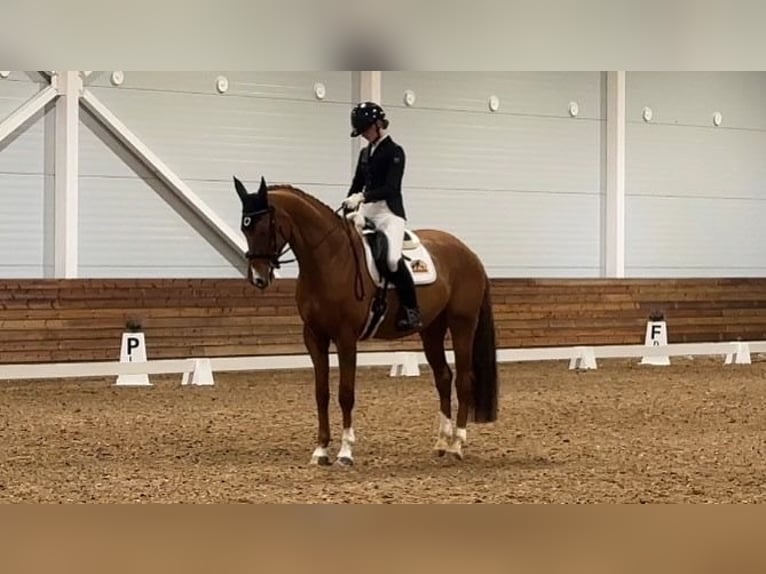 Plus de chevaux à sang chaud Hongre 10 Ans 175 cm Alezan brûlé in Lilli