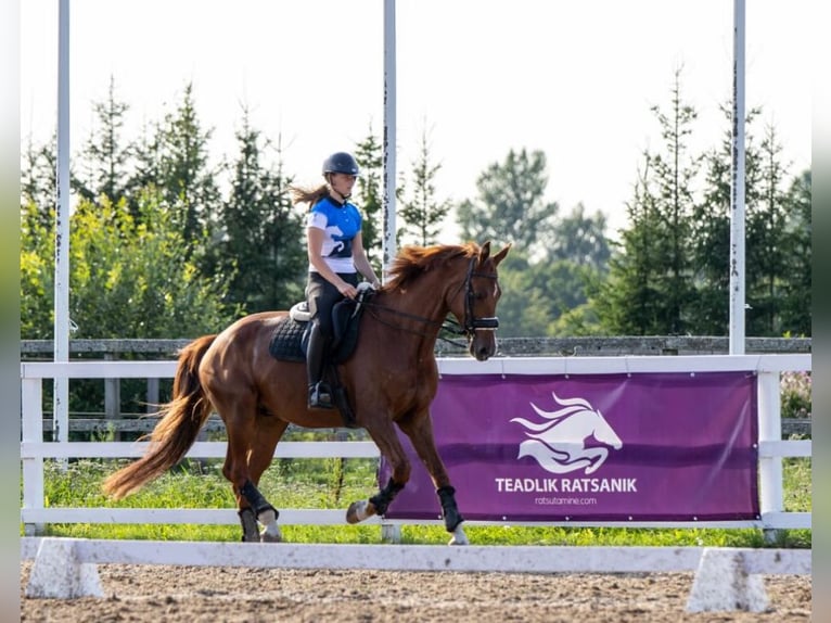 Plus de chevaux à sang chaud Hongre 10 Ans 175 cm Alezan brûlé in Lilli