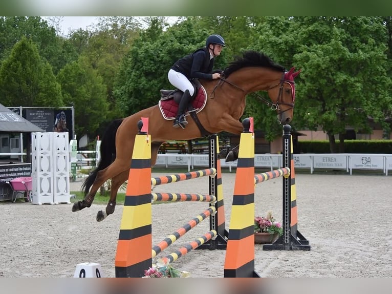 Plus de chevaux à sang chaud Hongre 10 Ans 175 cm Bai in GUANZATE