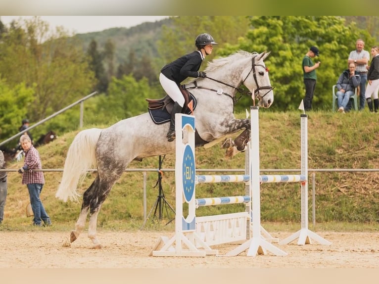Plus de chevaux à sang chaud Hongre 10 Ans 179 cm Gris in Prüm