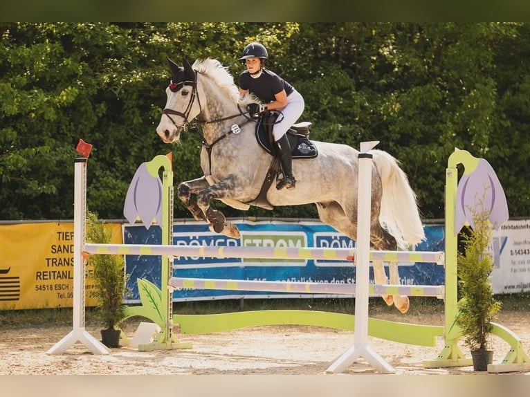 Plus de chevaux à sang chaud Hongre 10 Ans 179 cm Gris in Prüm