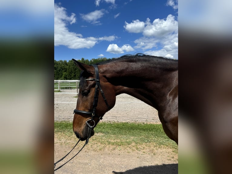 Plus de chevaux à sang chaud Hongre 10 Ans 185 cm Bai in GROTE BROGEL