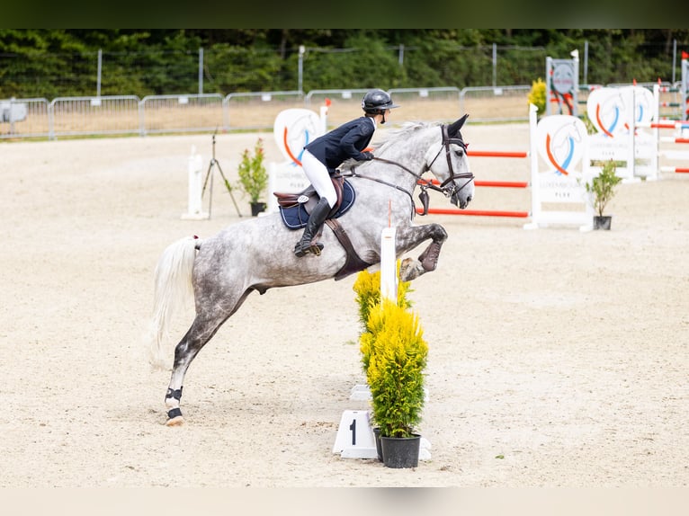 Plus de chevaux à sang chaud Hongre 10 Ans Gris in Prüm
