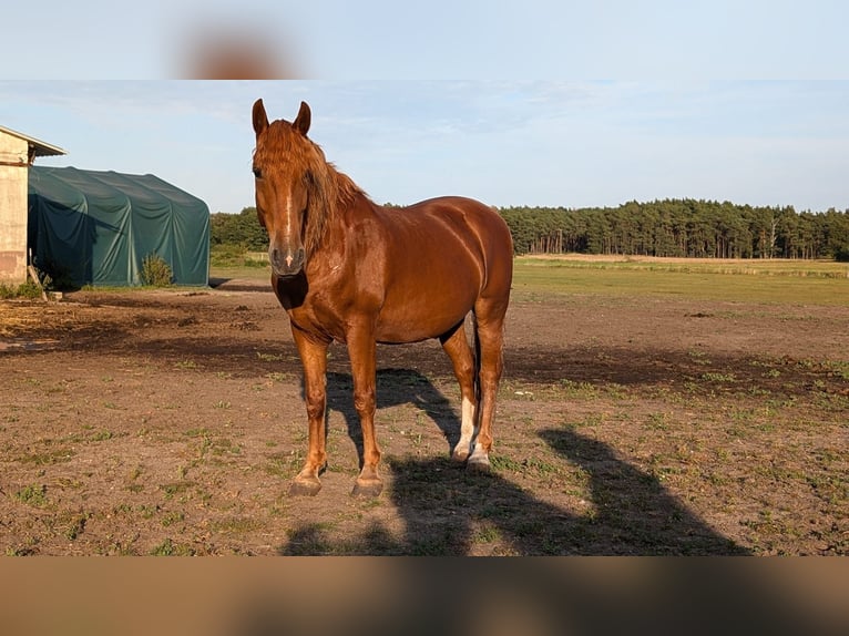 Plus de chevaux à sang chaud Hongre 11 Ans 149 cm Alezan in Milow