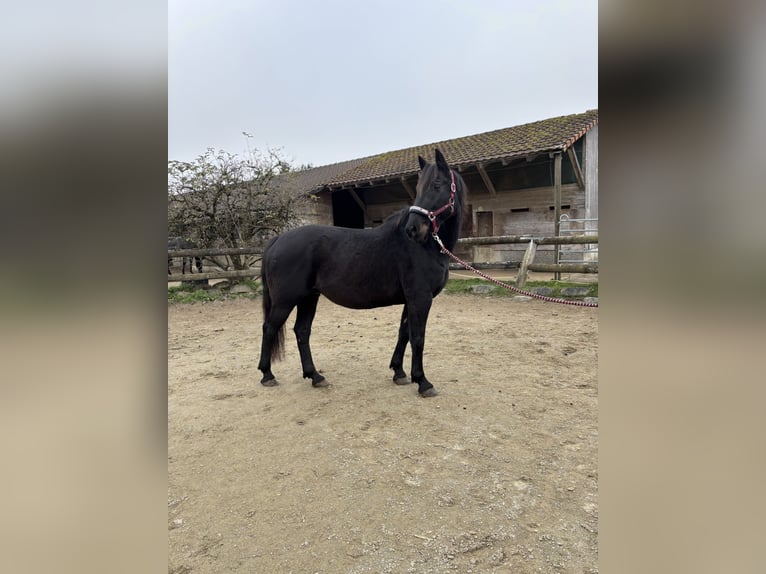 Plus de chevaux à sang chaud Hongre 11 Ans 158 cm Bai brun in Leibertingen