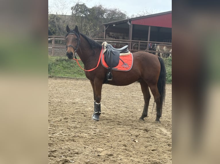 Plus de chevaux à sang chaud Hongre 11 Ans 158 cm Bai in Ebenthal