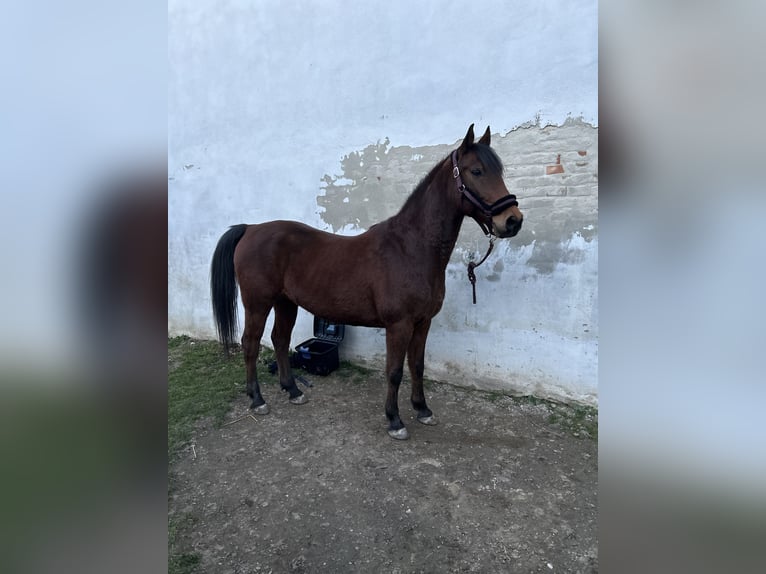 Plus de chevaux à sang chaud Hongre 11 Ans 158 cm Bai in Ebenthal