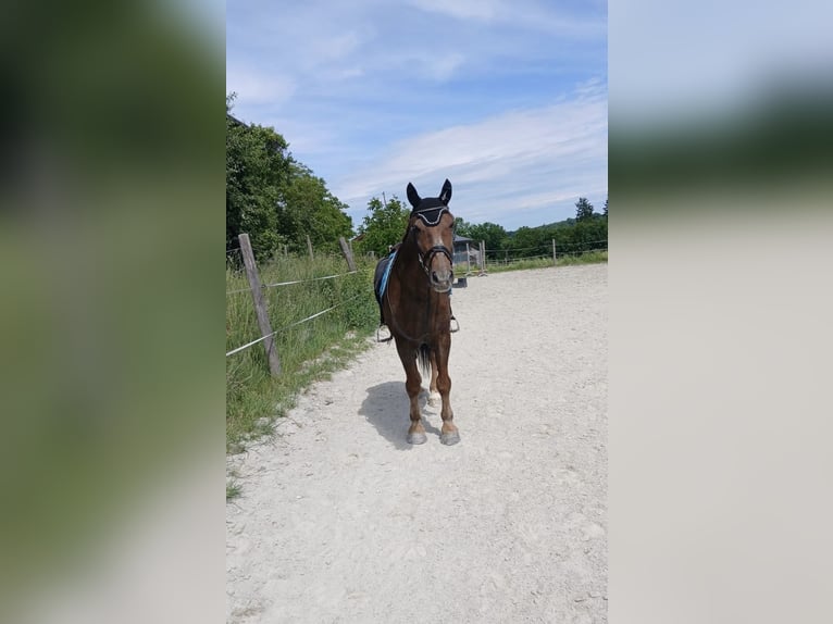 Plus de chevaux à sang chaud Hongre 11 Ans 160 cm Alezan brûlé in Engelsberg
