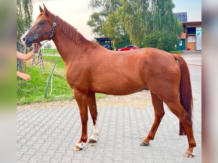 Plus de chevaux à sang chaud Croisé Hongre 11 Ans 163 cm Alezan in Neuendettelsau