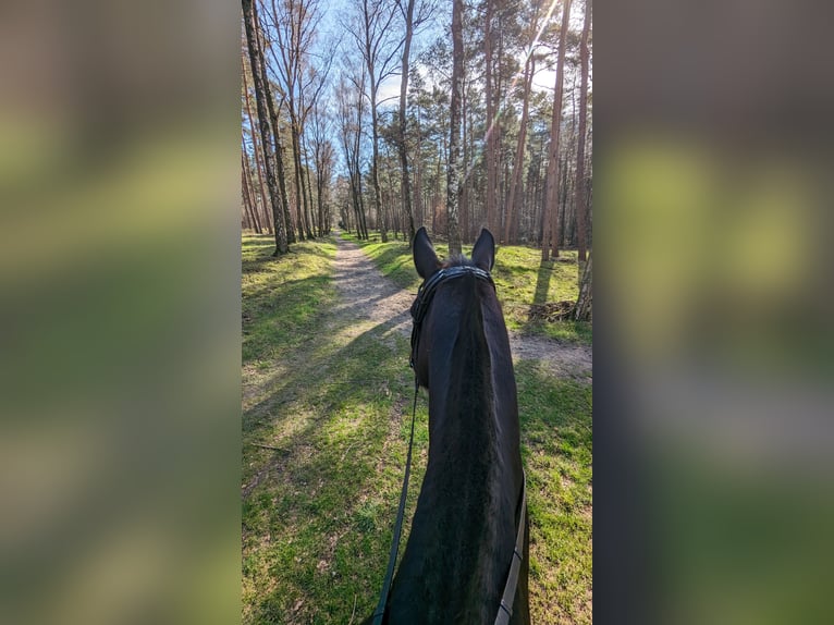 Plus de chevaux à sang chaud Croisé Hongre 11 Ans 164 cm Bai in Kempen