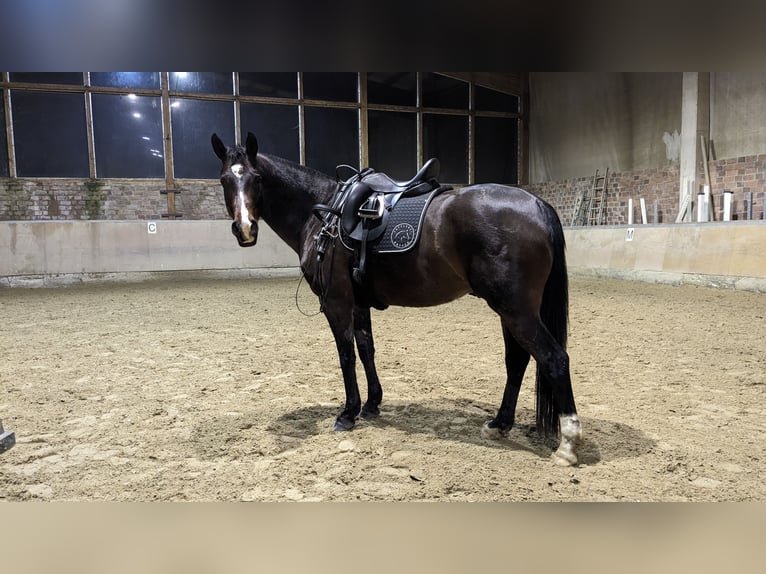 Plus de chevaux à sang chaud Croisé Hongre 11 Ans 164 cm Bai in Kempen