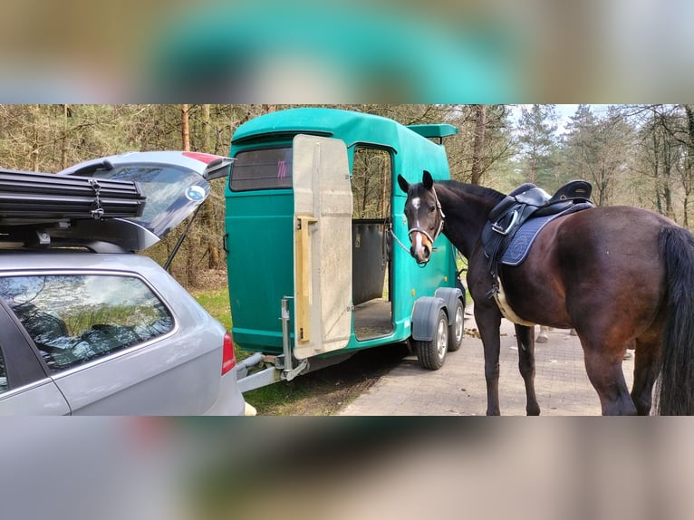 Plus de chevaux à sang chaud Croisé Hongre 11 Ans 164 cm Bai in Kempen