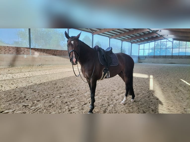 Plus de chevaux à sang chaud Croisé Hongre 11 Ans 164 cm Bai in Kempen