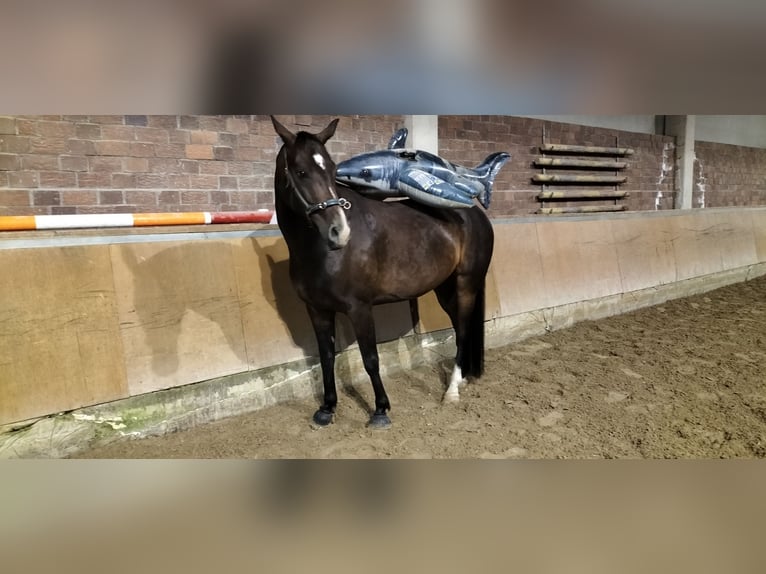 Plus de chevaux à sang chaud Croisé Hongre 11 Ans 164 cm Bai in Kempen