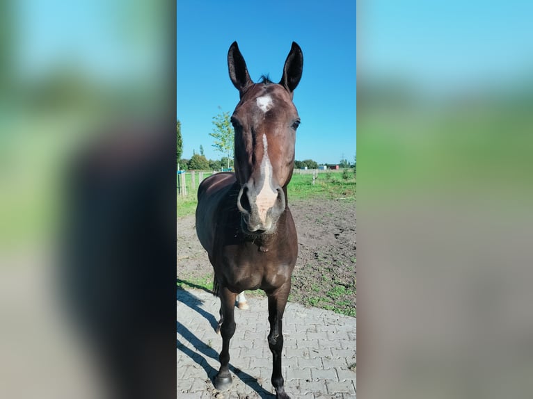 Plus de chevaux à sang chaud Croisé Hongre 11 Ans 164 cm Bai in Kempen