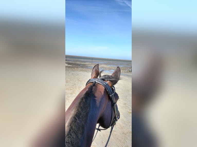 Plus de chevaux à sang chaud Croisé Hongre 11 Ans 164 cm Bai in Kempen