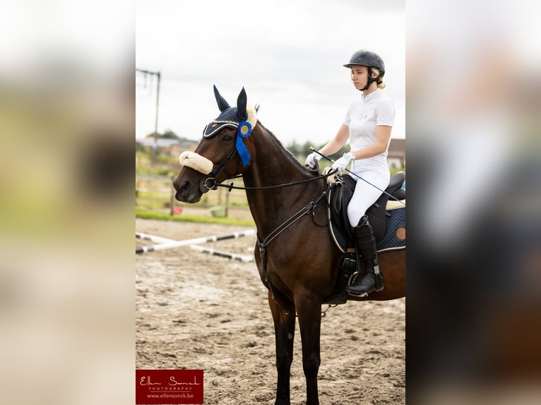 Plus de chevaux à sang chaud Hongre 11 Ans 165 cm Bai brun in Koekelare