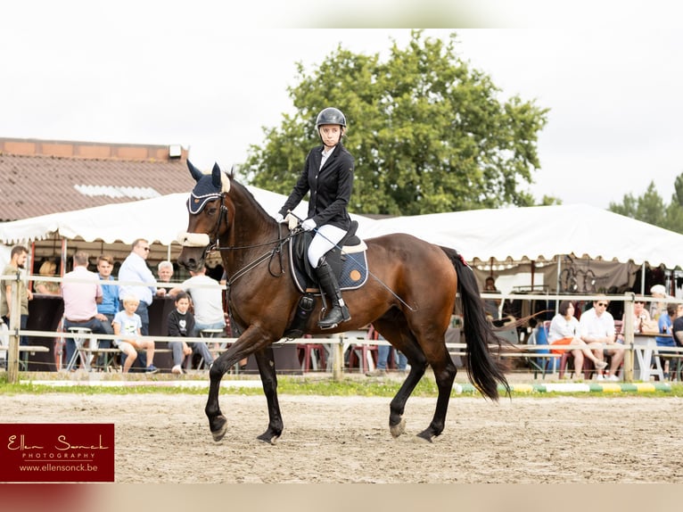Plus de chevaux à sang chaud Hongre 11 Ans 165 cm Bai brun in Koekelare