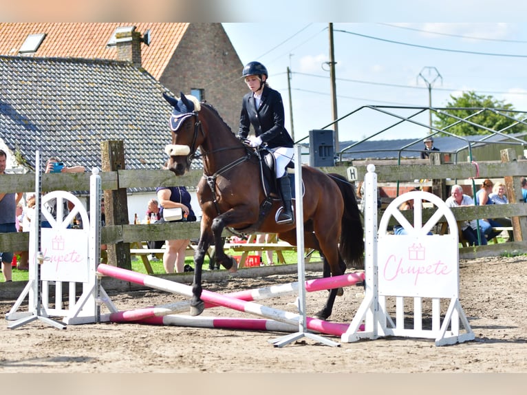 Plus de chevaux à sang chaud Hongre 11 Ans 165 cm Bai brun in Koekelare