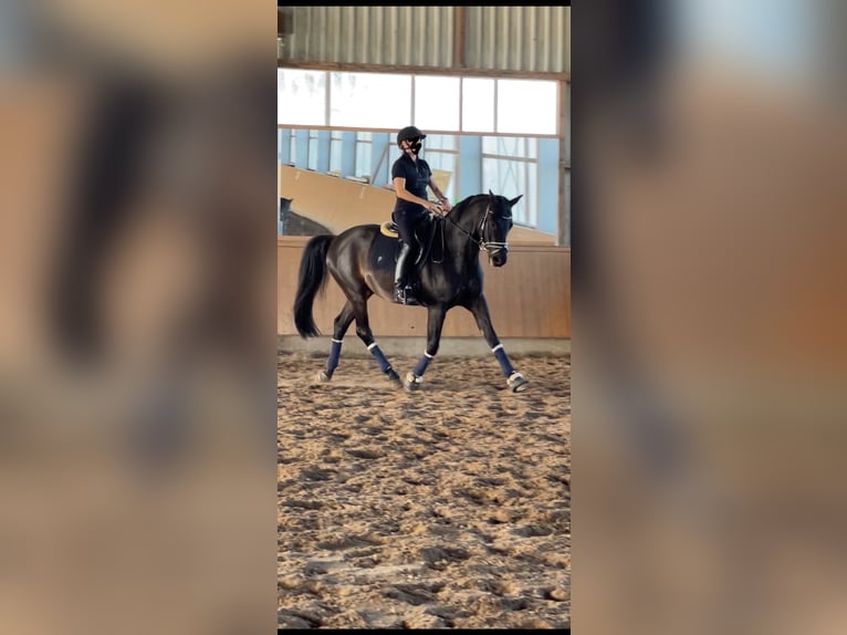 Plus de chevaux à sang chaud Hongre 11 Ans 165 cm Bai brun foncé in Damm