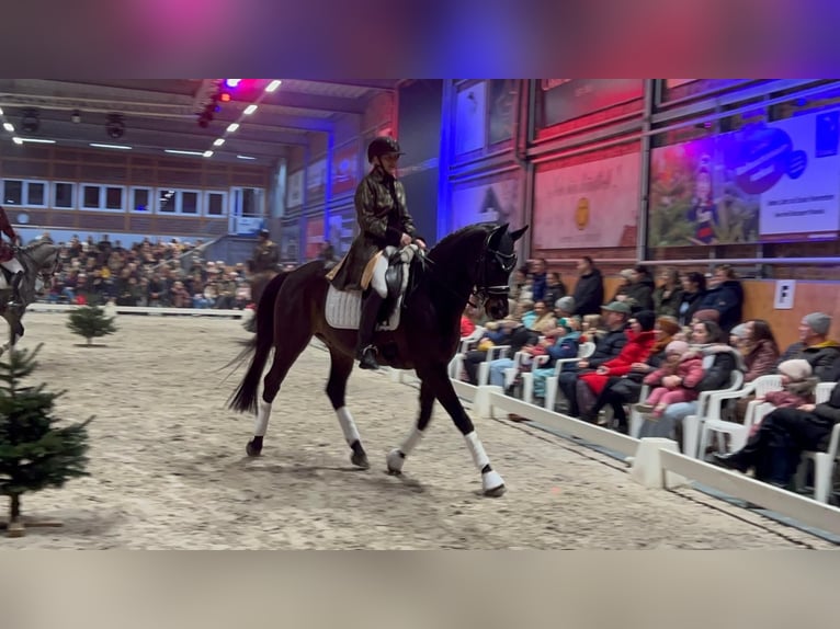 Plus de chevaux à sang chaud Hongre 11 Ans 165 cm Bai brun foncé in Damm