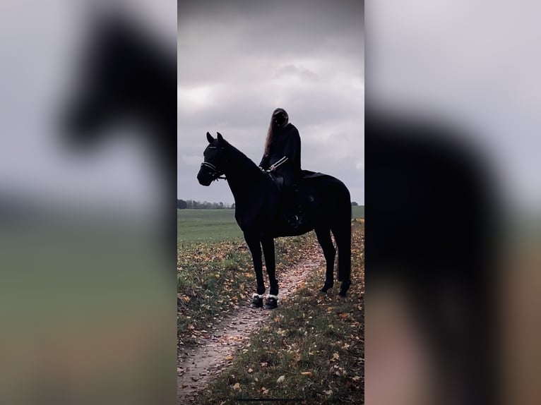 Plus de chevaux à sang chaud Hongre 11 Ans 165 cm Bai brun foncé in Damm