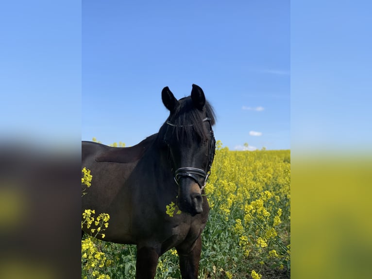 Plus de chevaux à sang chaud Hongre 11 Ans 165 cm Bai brun foncé in Damm