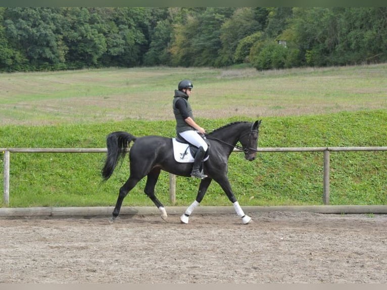 Plus de chevaux à sang chaud Hongre 11 Ans 167 cm Bai brun foncé in Wellheim