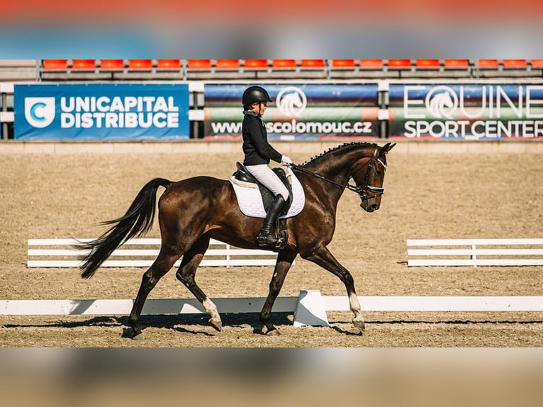 Plus de chevaux à sang chaud Hongre 11 Ans 168 cm Bai brun in kromeriz