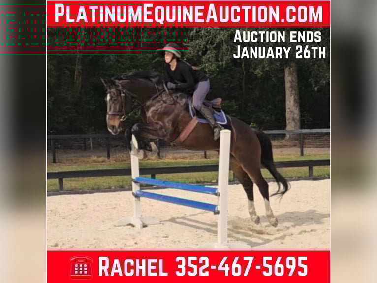 Plus de chevaux à sang chaud Hongre 11 Ans 170 cm Bai cerise in Ocala FL