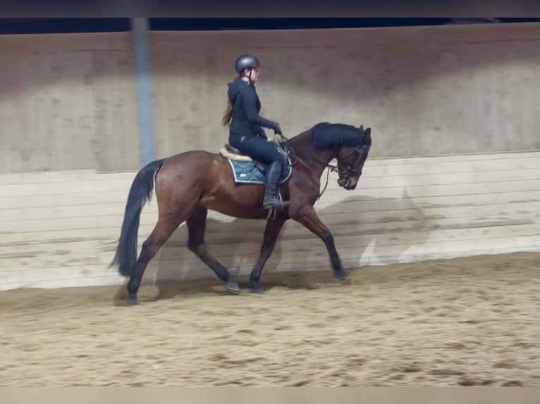 Plus de chevaux à sang chaud Hongre 11 Ans 170 cm Bai in Pelmberg