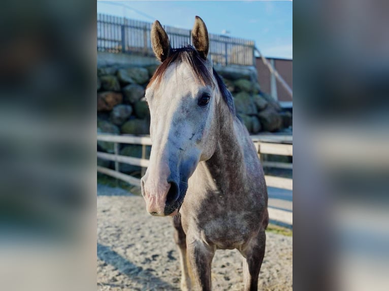 Plus de chevaux à sang chaud Hongre 11 Ans 170 cm Gris in Issum
