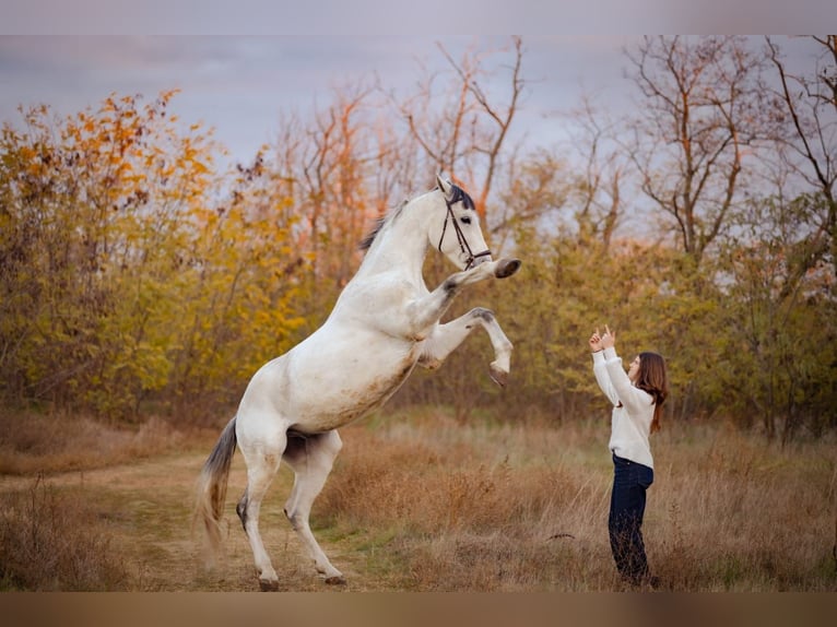 Plus de chevaux à sang chaud Hongre 11 Ans 172 cm Gris in Minderhout (Hoogstraten)