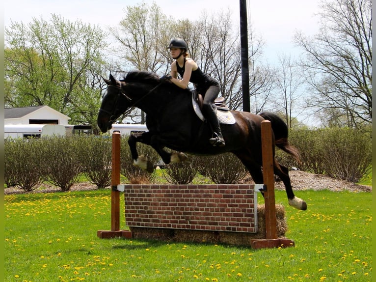 Plus de chevaux à sang chaud Hongre 11 Ans 173 cm Bai cerise in Hihgland MI