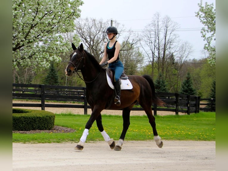 Plus de chevaux à sang chaud Hongre 11 Ans 173 cm Bai cerise in Hihgland MI