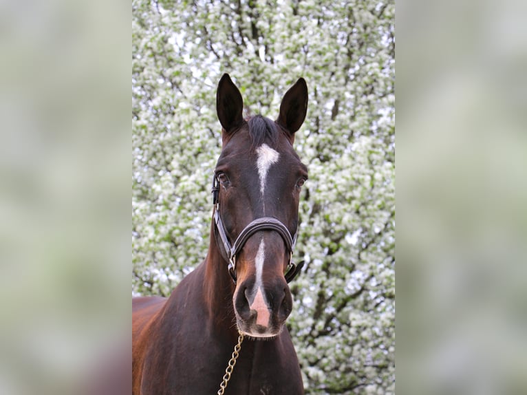 Plus de chevaux à sang chaud Hongre 11 Ans 173 cm Bai cerise in Hihgland MI