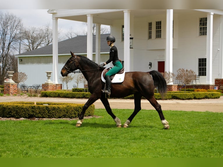 Plus de chevaux à sang chaud Hongre 11 Ans 173 cm Bai cerise in Hihgland MI