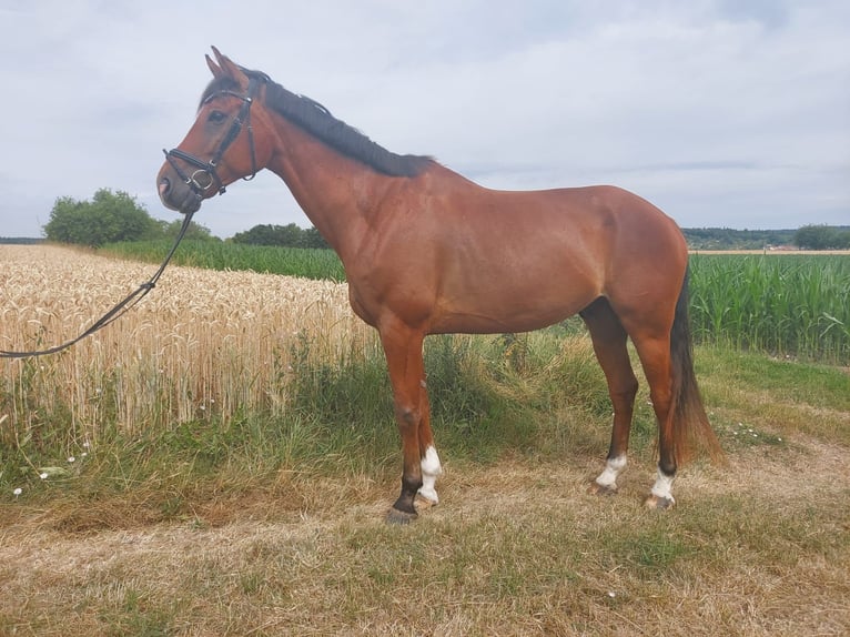 Plus de chevaux à sang chaud Hongre 11 Ans 175 cm Bai in Urbach