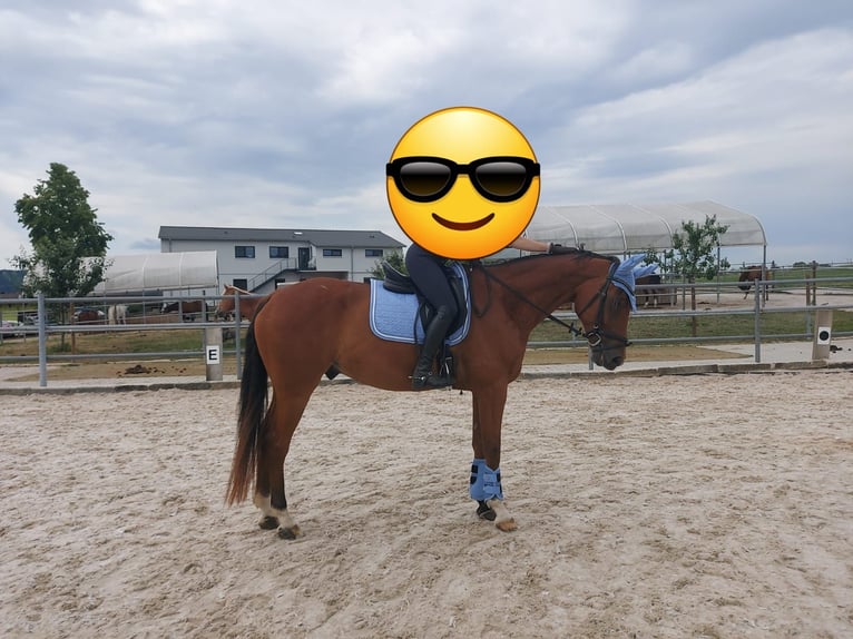 Plus de chevaux à sang chaud Hongre 11 Ans 175 cm Bai in Urbach